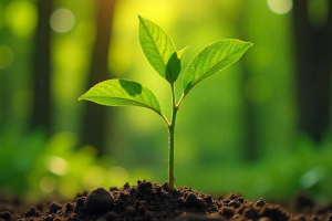 Sustainability